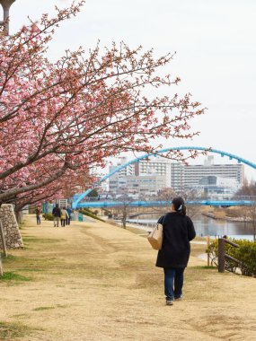 Japonya 'da kiraz çiçekleri, Tokyo