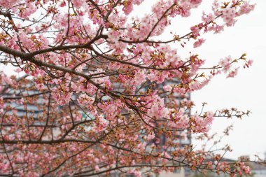 Japonya 'da kiraz çiçekleri, Tokyo