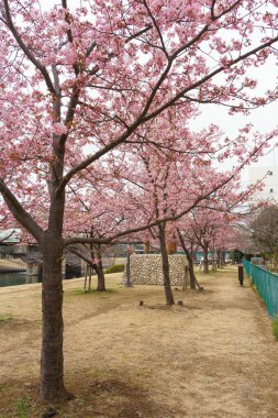 Japonya 'da kiraz çiçekleri, Tokyo