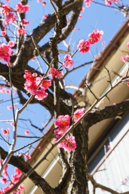 Japonya 'da kiraz çiçekleri, Tokyo