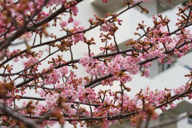 Japonya 'da kiraz çiçekleri, Tokyo