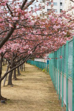 Japonya 'da kiraz çiçekleri, Tokyo