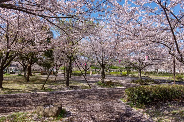 Flores Cerezo Japón Tokio — Foto de Stock