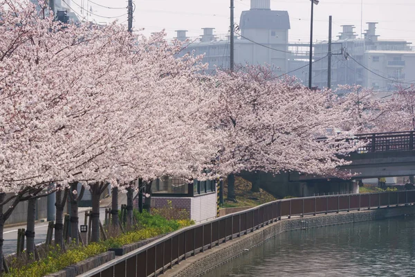 Fiori Ciliegio Giappone Tokyo — Foto Stock