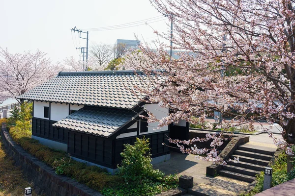 Flores Cerezo Japón Tokio —  Fotos de Stock