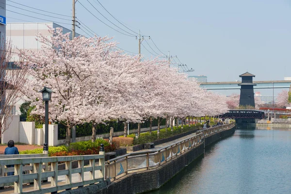 Fleurs Cerisier Tokyo Tokyo — Photo