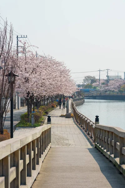 Fleurs Cerisier Tokyo Tokyo — Photo