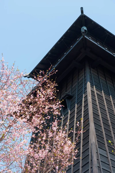 Kirschblüten Japan Tokio — Stockfoto