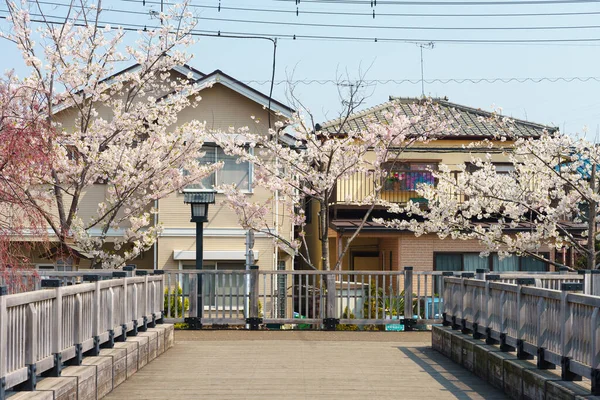 Kersenbloesems Japan Tokio — Stockfoto
