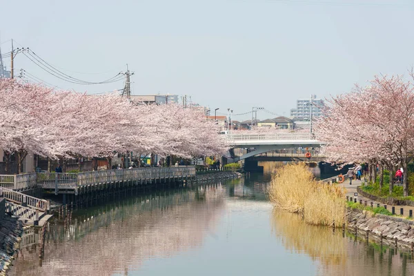 Kwiat Wiśni Japonii Tokio — Zdjęcie stockowe