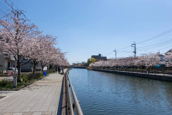 Fleurs Cerisier Tokyo Tokyo — Photo