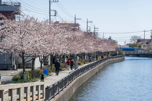 Fleurs Cerisier Tokyo Tokyo — Photo