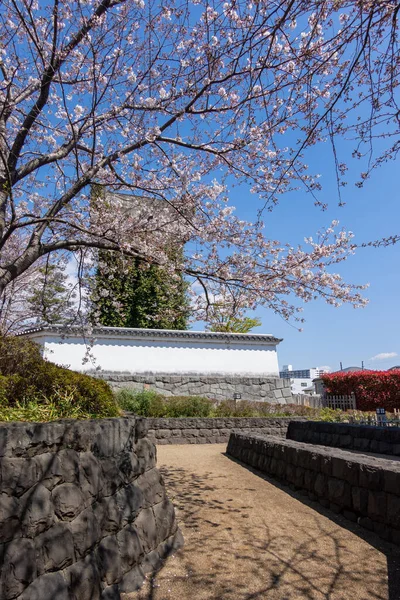 Flores Cerezo Japón Tokio — Foto de Stock