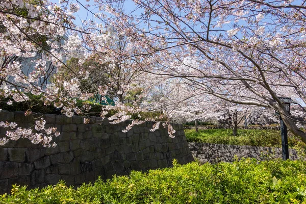 Japonya Kiraz Çiçekleri Tokyo — Stok fotoğraf