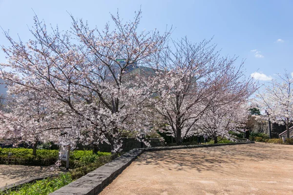 Kwiat Wiśni Japonii Tokio — Zdjęcie stockowe