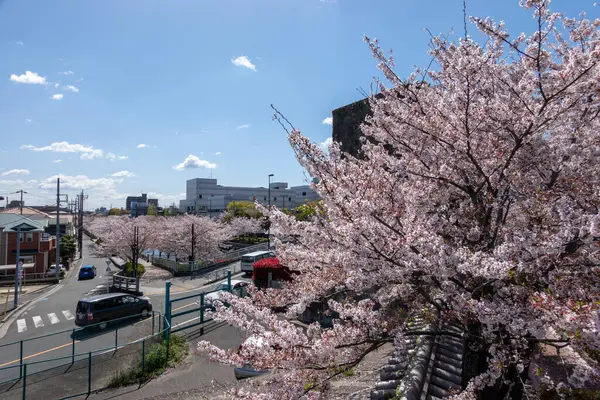 Fleurs Cerisier Tokyo Tokyo — Photo