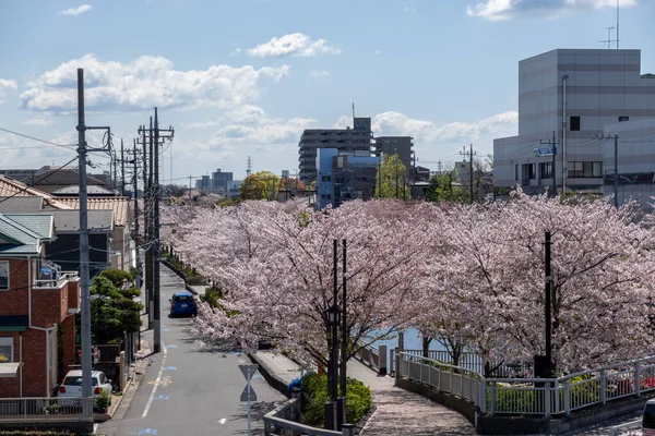 Flores Cerezo Japón Tokio —  Fotos de Stock