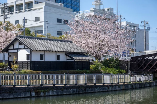 Flores Cerezo Japón Tokio —  Fotos de Stock