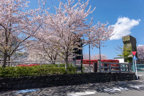 東京の桜 — ストック写真