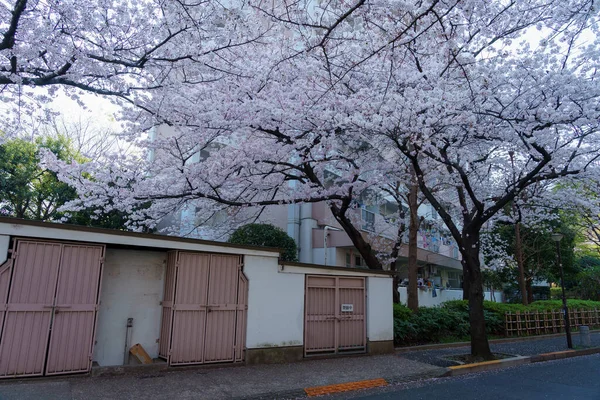 Cseresznyevirágok Japánban Tokióban — Stock Fotó