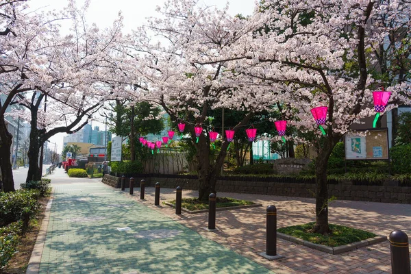 Třešňové Květy Japonsku Tokio — Stock fotografie