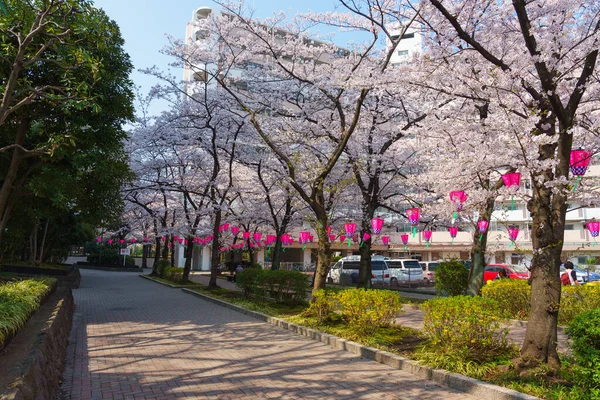 Třešňové Květy Japonsku Tokio — Stock fotografie