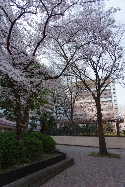 東京の桜 — ストック写真