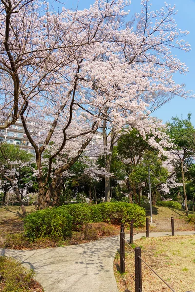 Цветение Сакуры Японии Токио — стоковое фото