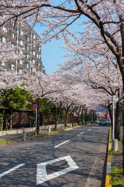 Kwiat Wiśni Japonii Tokio — Zdjęcie stockowe