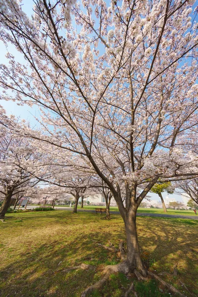 東京の桜 — ストック写真