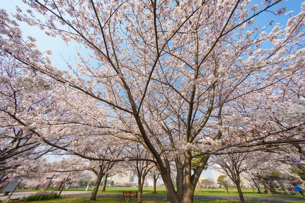 Flores Cerezo Japón Tokio — Foto de Stock