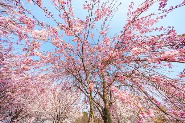 Kirschblüten Japan Tokio — Stockfoto