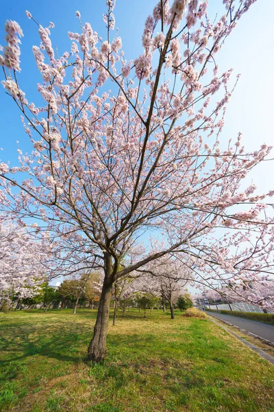 Цвіт Вишні Японії Токіо — стокове фото