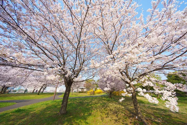 Flores Cerezo Japón Tokio — Foto de Stock