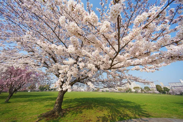東京の桜 — ストック写真
