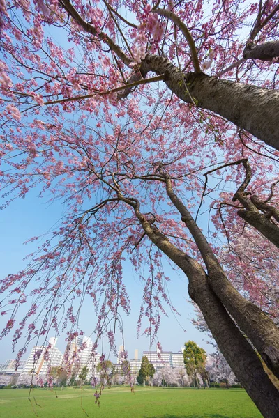 Flores Cerezo Japón Tokio — Foto de Stock