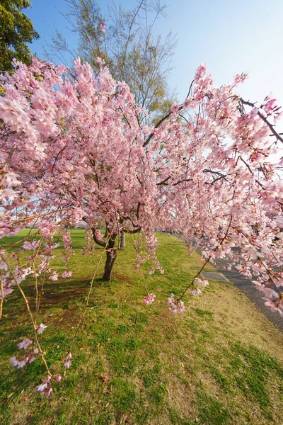 Japonya Kiraz Çiçekleri Tokyo — Stok fotoğraf