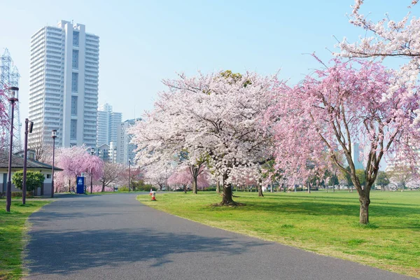 Fiori Ciliegio Giappone Tokyo — Foto Stock