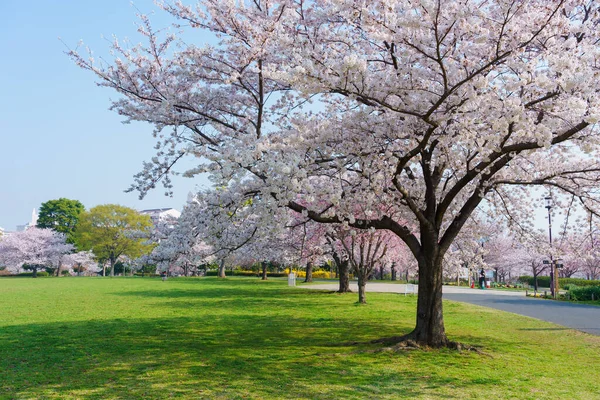 Kwiat Wiśni Japonii Tokio — Zdjęcie stockowe