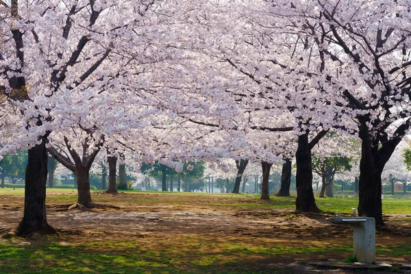 Japonya 'da kiraz çiçekleri, Tokyo