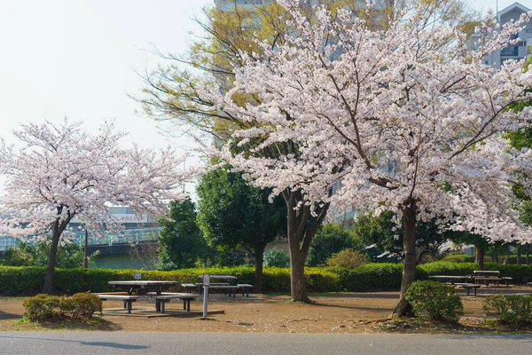 Japonya Kiraz Çiçekleri Tokyo — Stok fotoğraf