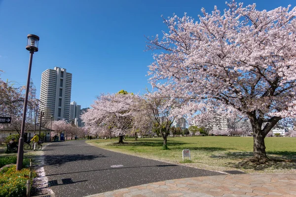 Flores Cerezo Japón Tokio — Foto de Stock