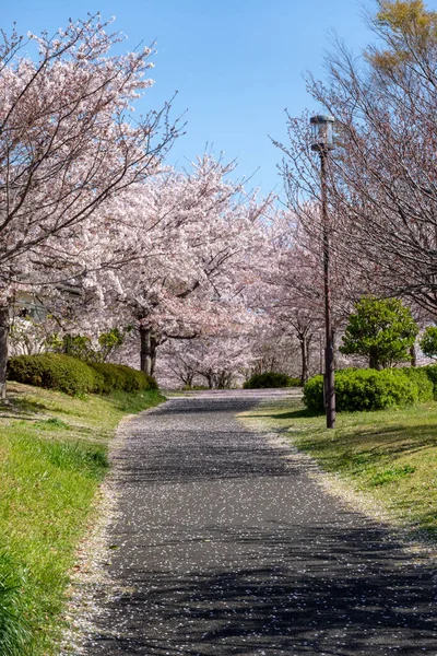 Fiori Ciliegio Giappone Tokyo — Foto Stock