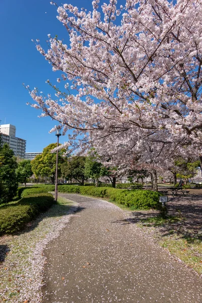 Japonya 'da kiraz çiçekleri, Tokyo