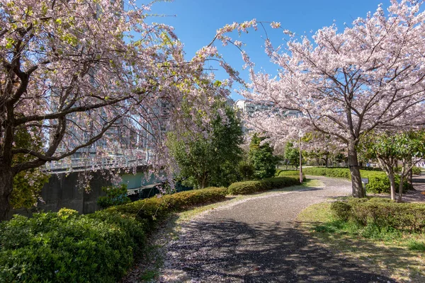 Japonya 'da kiraz çiçekleri, Tokyo