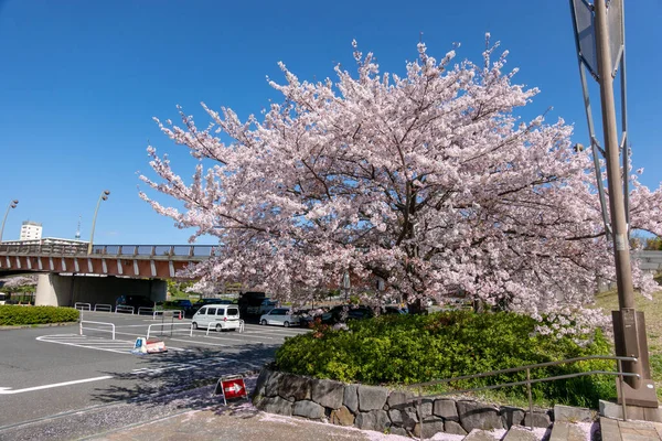 Flori Cireșe Japonia Tokyo — Fotografie, imagine de stoc