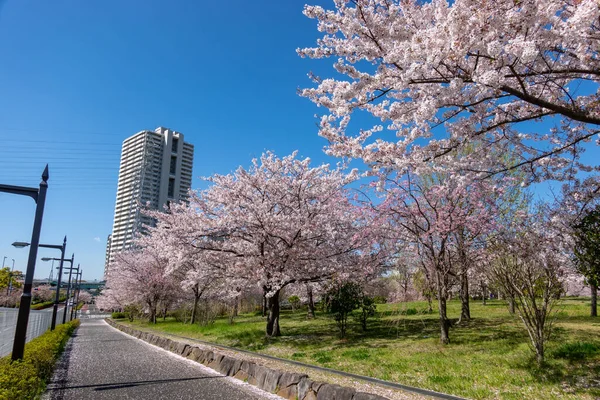 Kwiat Wiśni Japonii Tokio — Zdjęcie stockowe