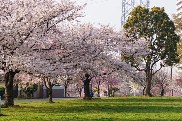 Kwiat Wiśni Japonii Tokio — Zdjęcie stockowe