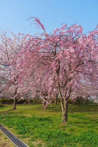 Fleurs Cerisier Tokyo Tokyo — Photo