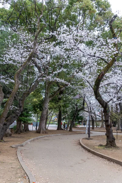 Kirschblüten Japan Tokio — Stockfoto